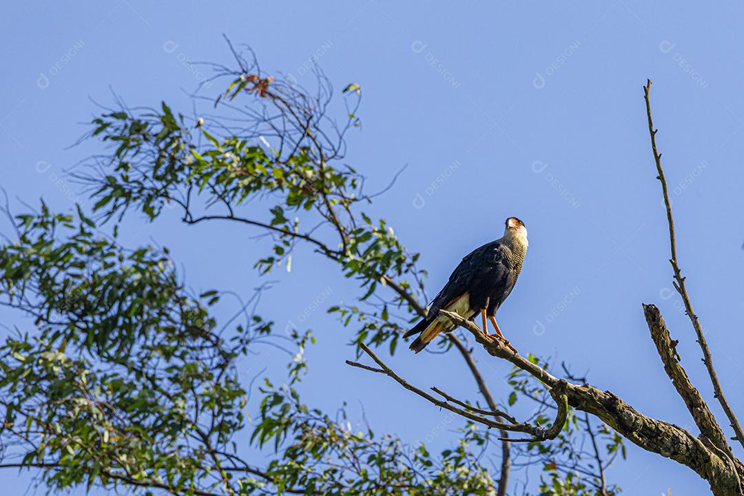 Águia carcara (Caracara plancus) pássaro descansando no galho de uma árvore seca.