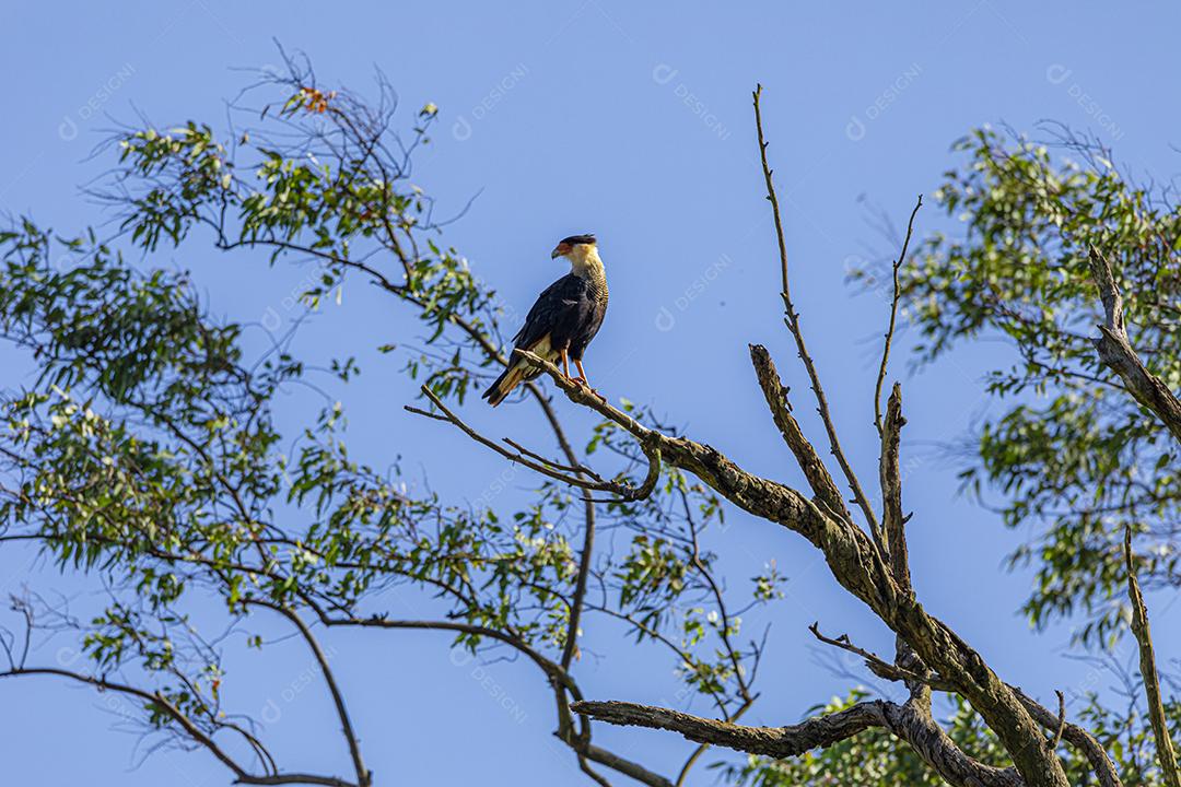 Águia carcara (Caracara plancus) pássaro descansando no galho de uma árvore seca.