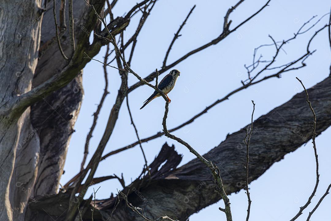 Falco sparverius descansando no galho de uma árvore seca, em um dia de céu azul, ensolarado, lindo dia