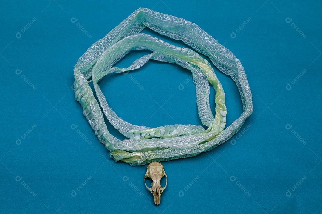 Troca de pele de cobra e crânio de rato, ecdise, cobras, répteis