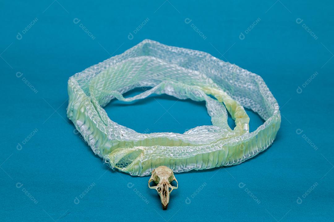 Troca de pele de cobra e crânio de rato, ecdise, cobras, répteis