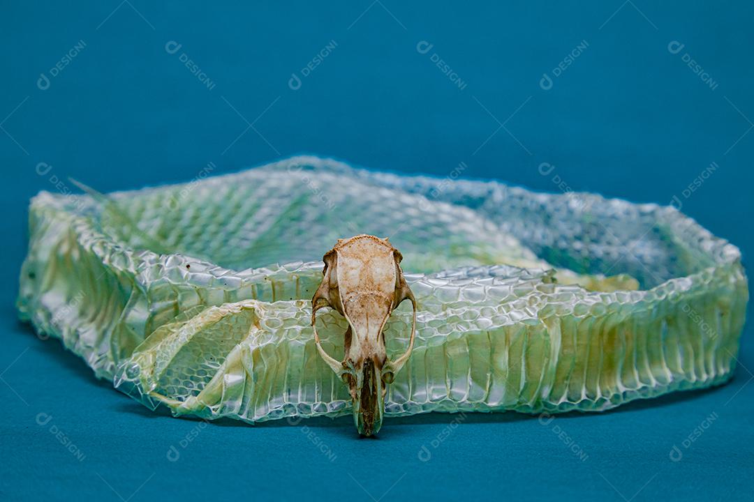 Troca de pele de cobra e crânio de rato, ecdise, cobras, répteis