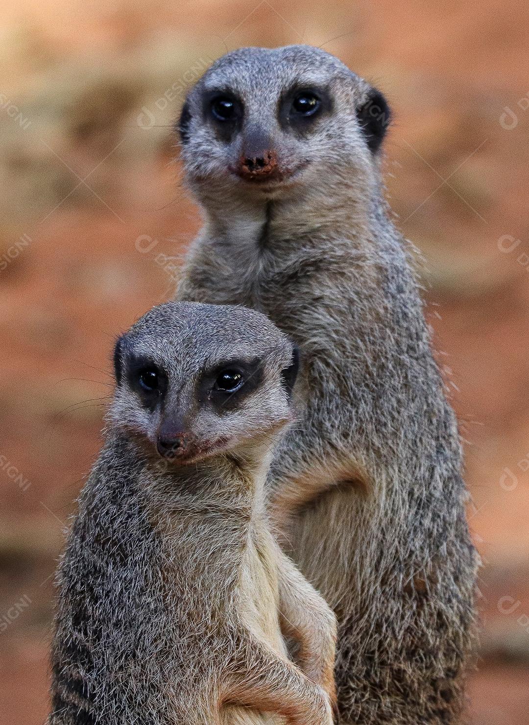 Retrato de Meerkat Suricata suricatta, animal nativo africano, pequeno carnívoro pertencente