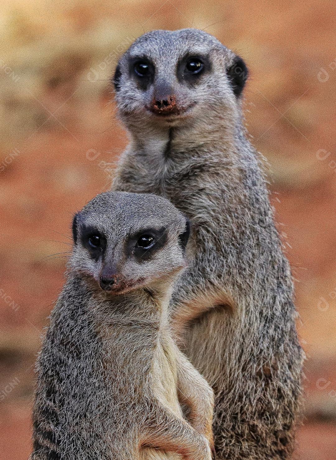 Retrato de Meerkat Suricata suricatta, animal nativo africano, pequeno carnívoro pertencente