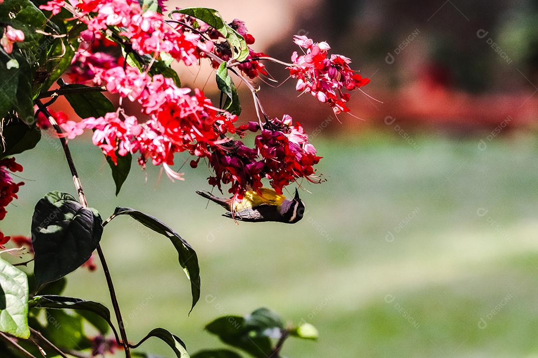 Bulbul sobre arvore e flores fundo desfocado
