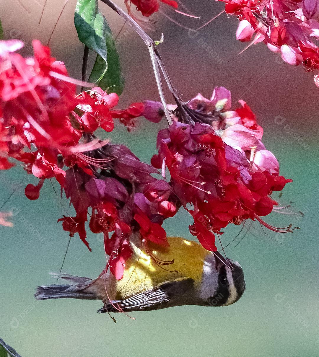 Bulbul sobre arvore e flores fundo desfocado