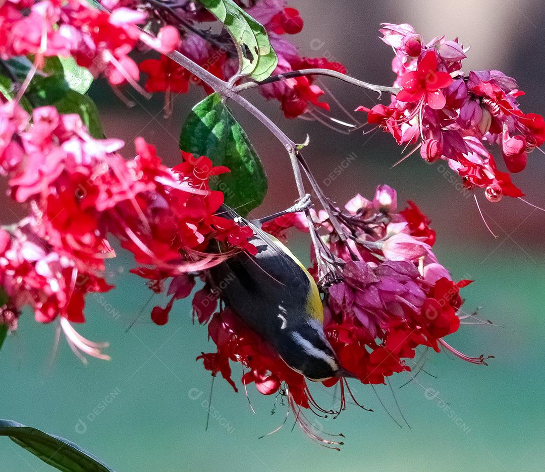 Bulbul sobre arvore e flores fundo desfocado