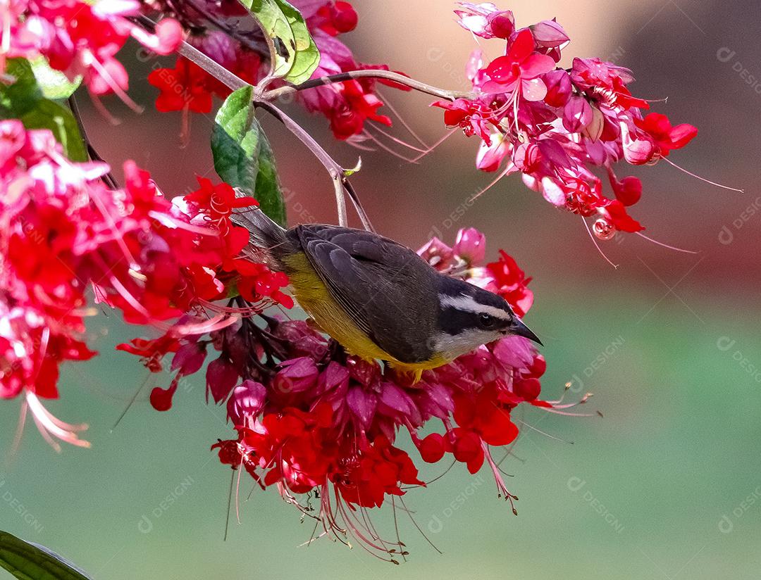 Bulbul sobre arvore e flores fundo desfocado