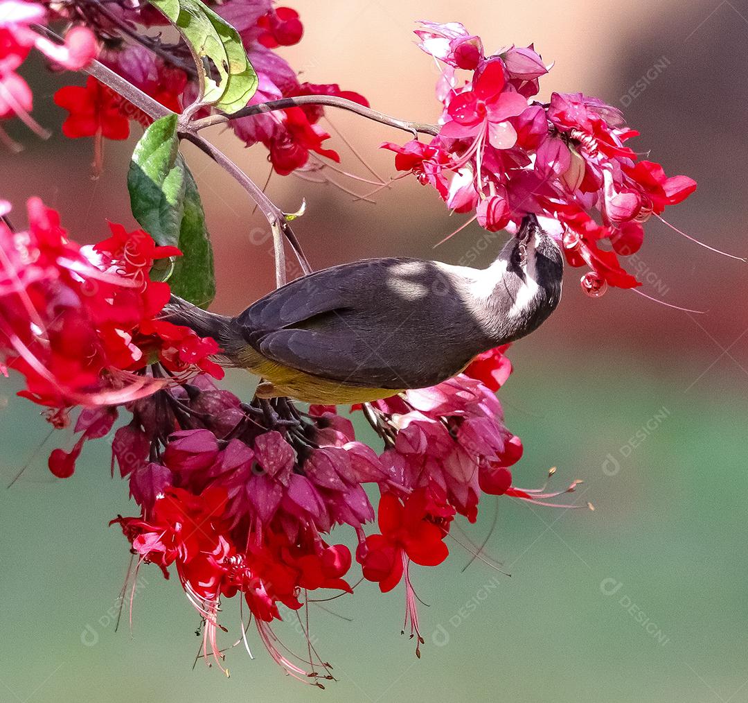 Bulbul sobre arvore e flores fundo desfocado