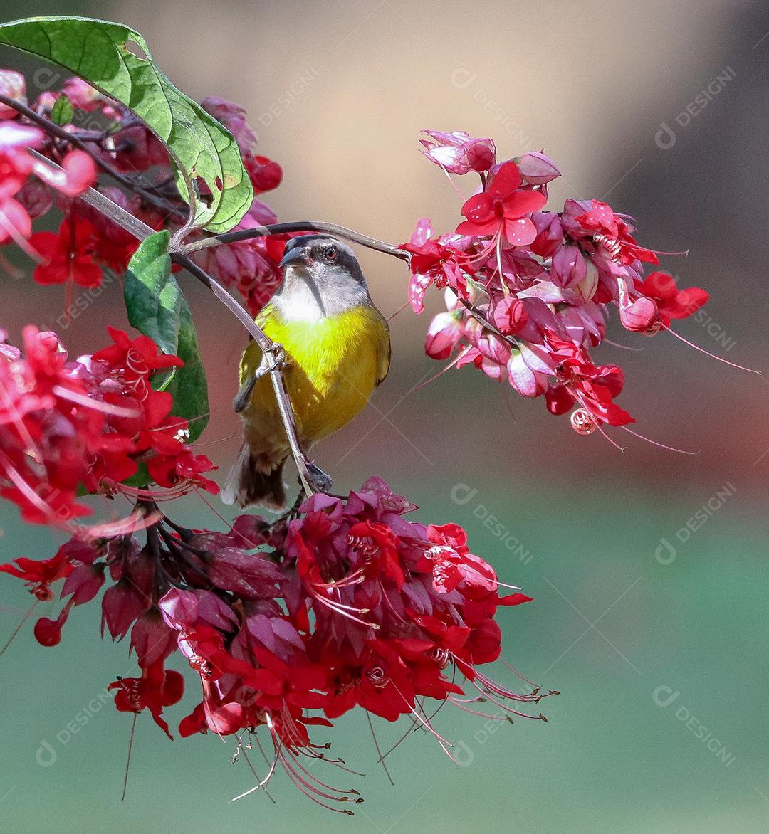 Bulbul sobre arvore e flores fundo desfocado