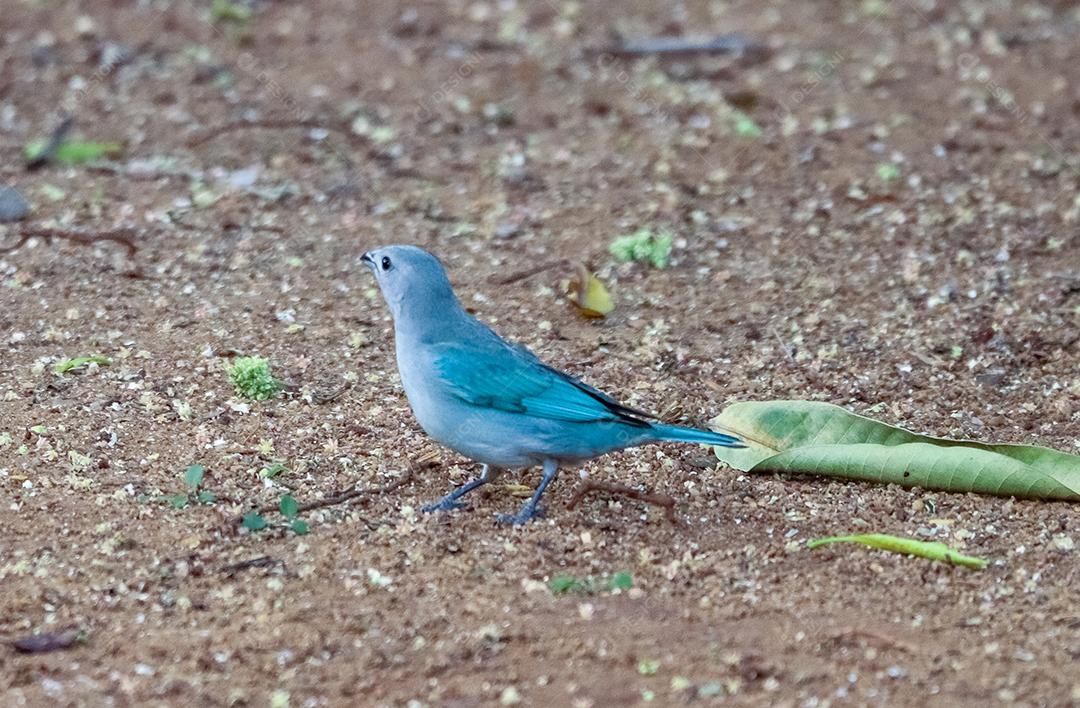 Passaro andando sobre terreno floresta