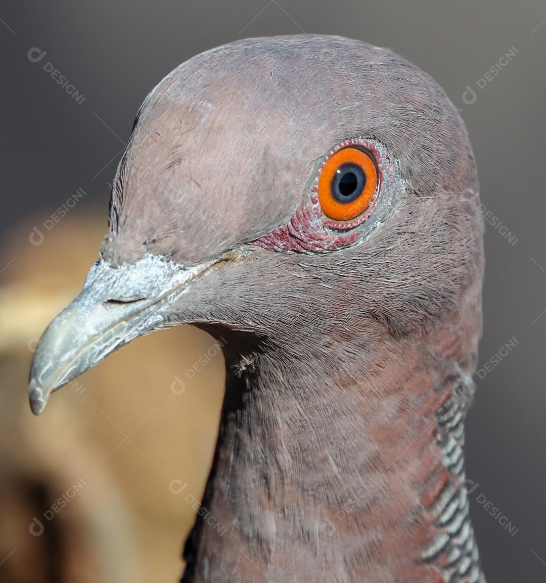 fêmea de pomba alada branca em seu ninho.