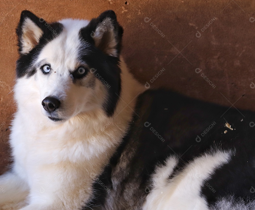 Lindo cachorro de raça.