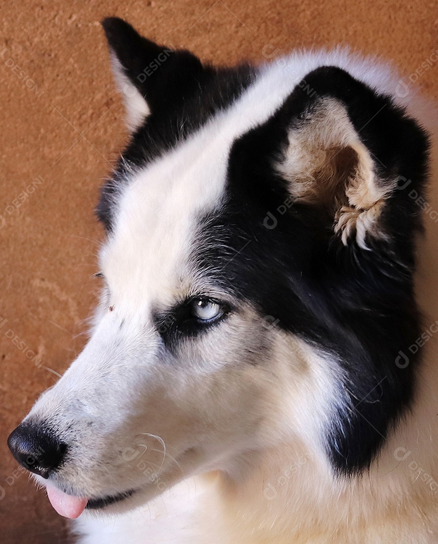 Lindo cachorro de raça.