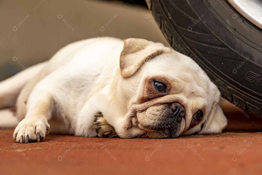 Pug branco dormindo encostado no volante de um carro.