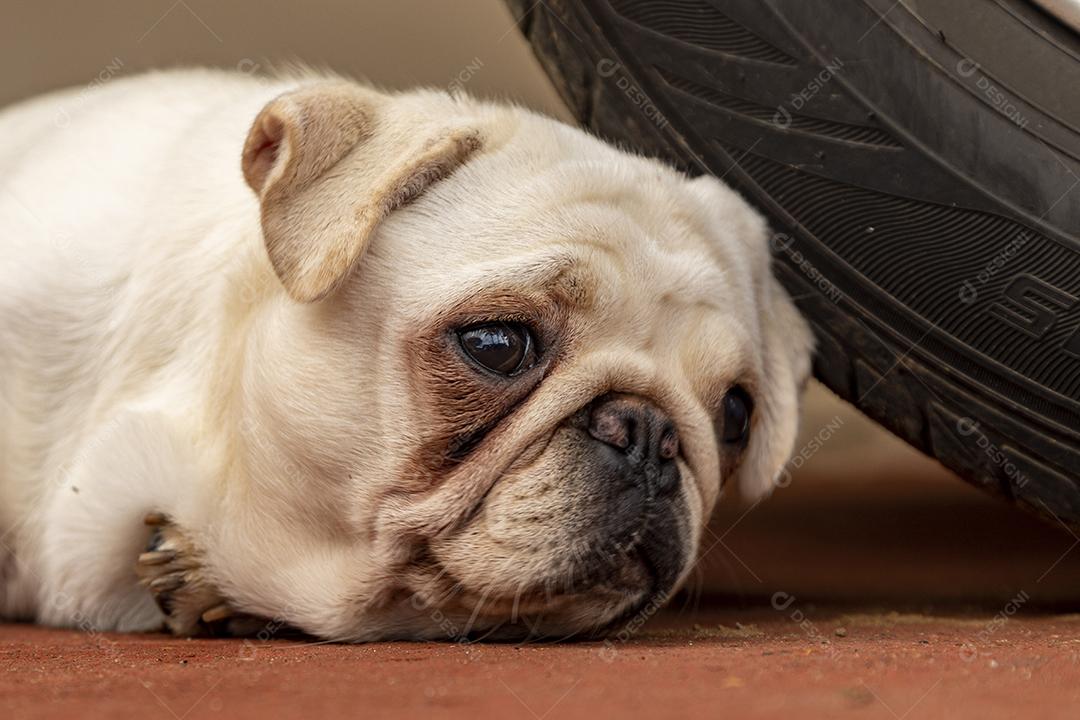Pug branco dormindo encostado no volante de um carro.