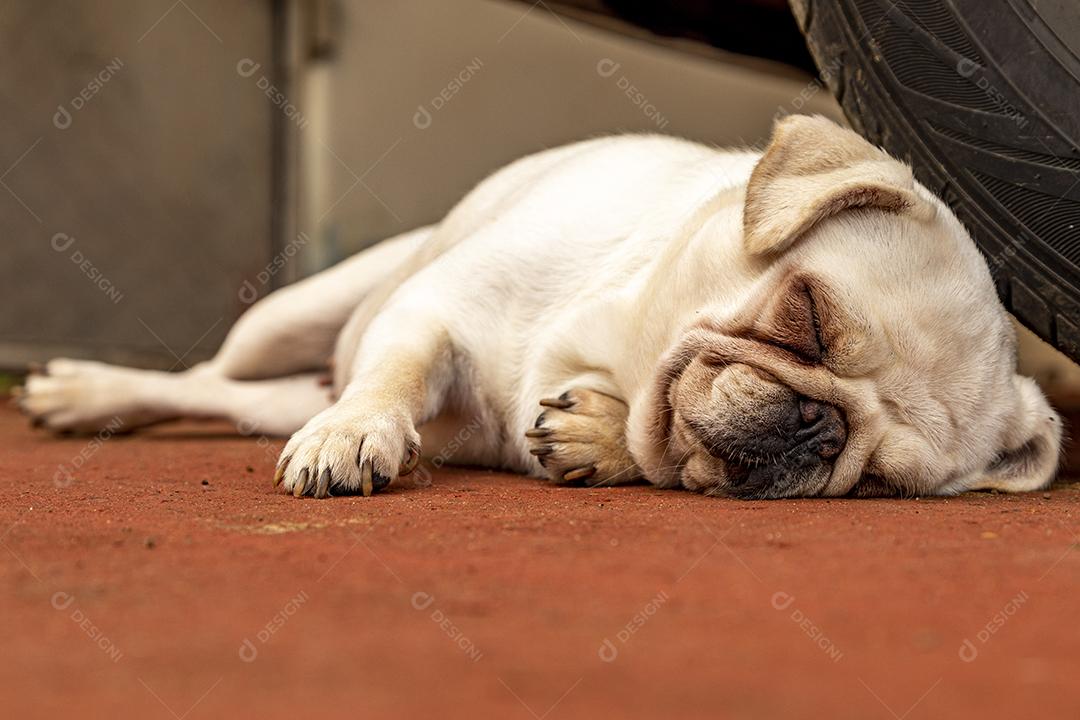 Pug branco dormindo encostado no volante de um carro.