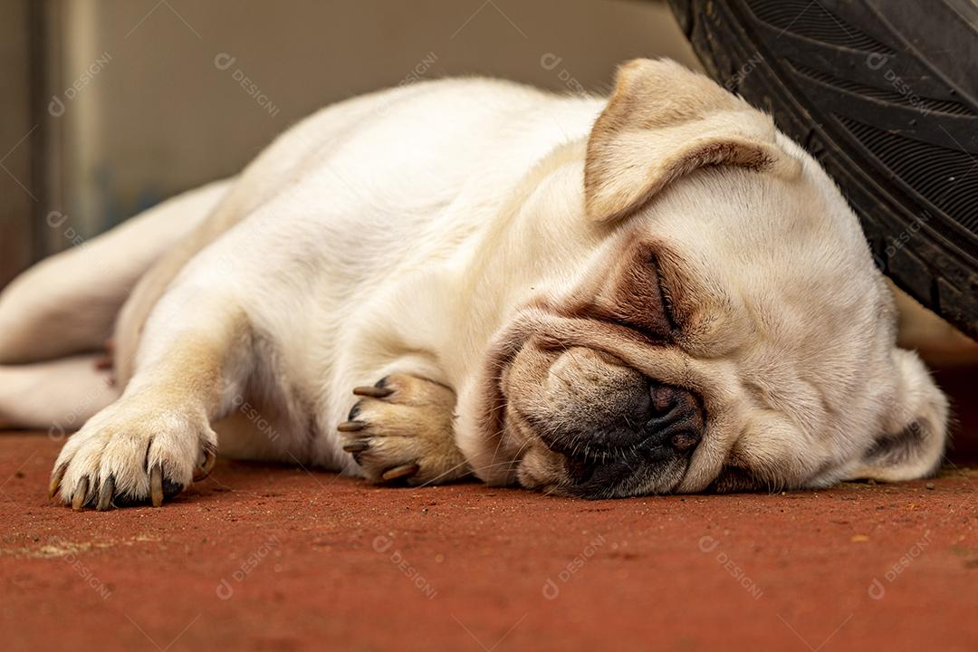 Pug branco dormindo encostado no volante de um carro.