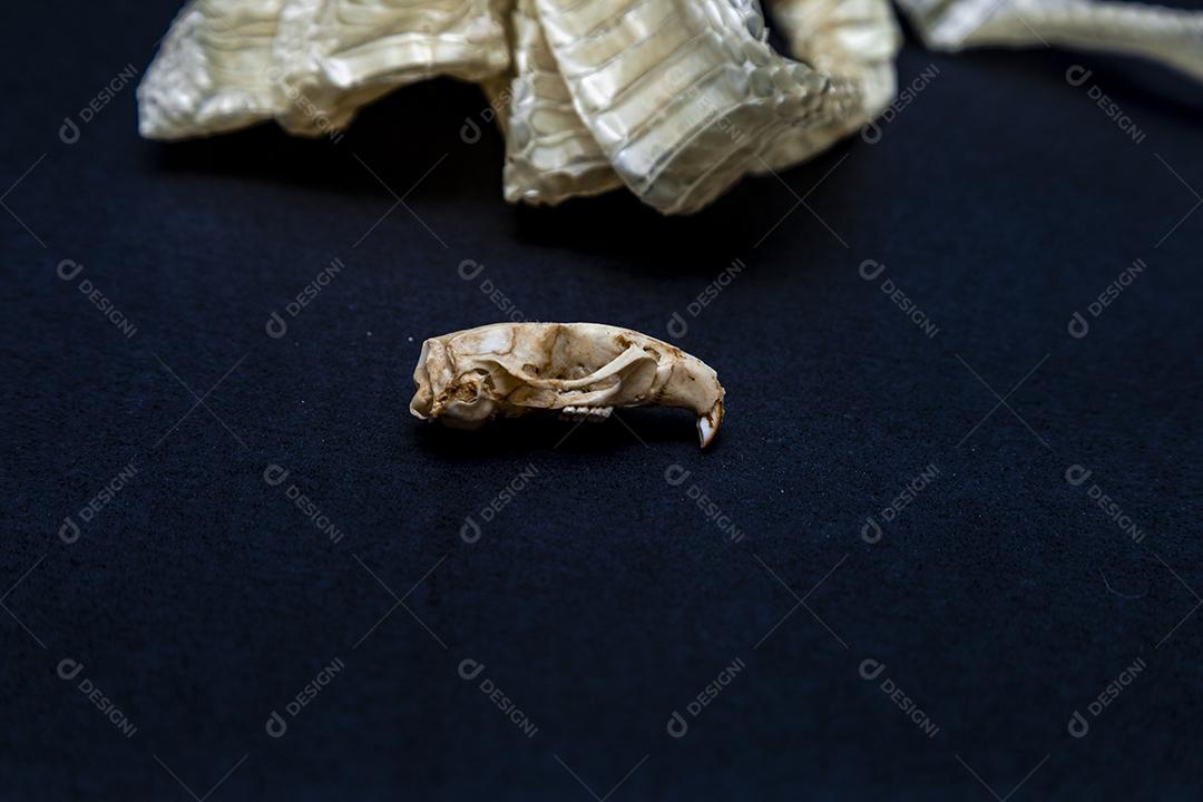 Troca de pele de cobra e crânio de rato, ecdise, cobras, répteis