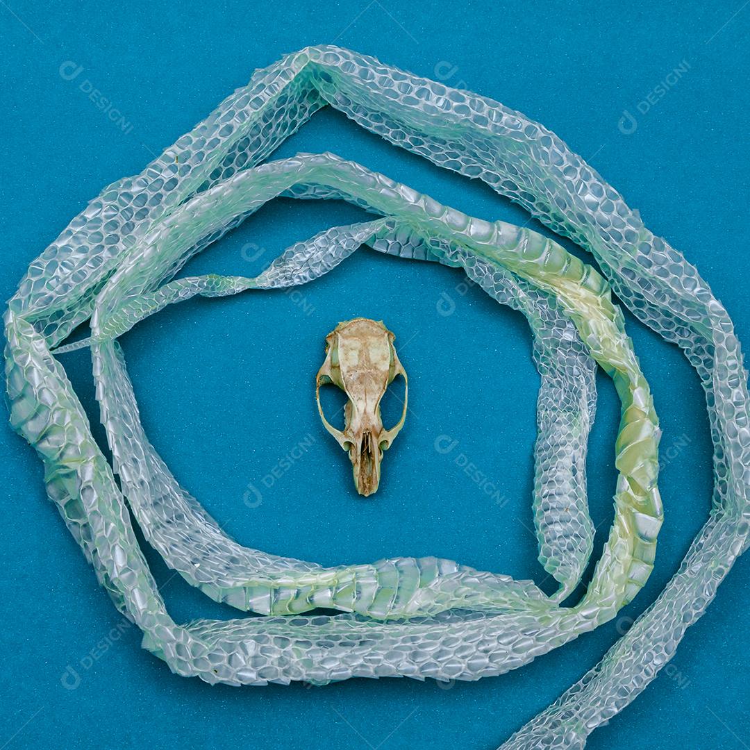 Troca de pele de cobra e crânio de rato, ecdise, cobras, répteis
