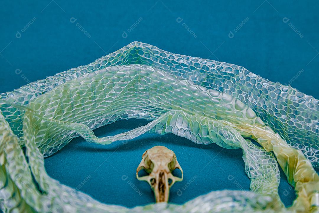 Troca de pele de cobra e crânio de rato, ecdise, cobras, répteis