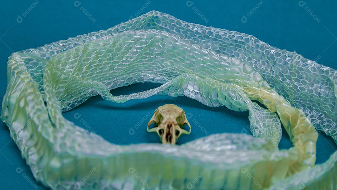 Troca de pele de cobra e crânio de rato, ecdise, cobras, répteis