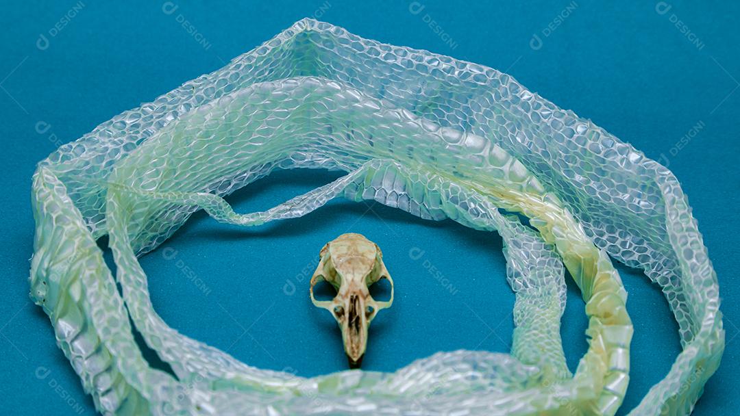 Troca de pele de cobra e crânio de rato, ecdise, cobras, répteis