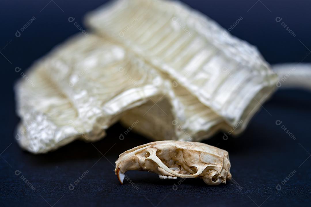 Troca de pele de cobra e crânio de rato, ecdise, cobras, répteis