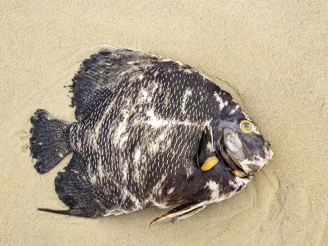 Peixes mortos trazidos pela maré do mar