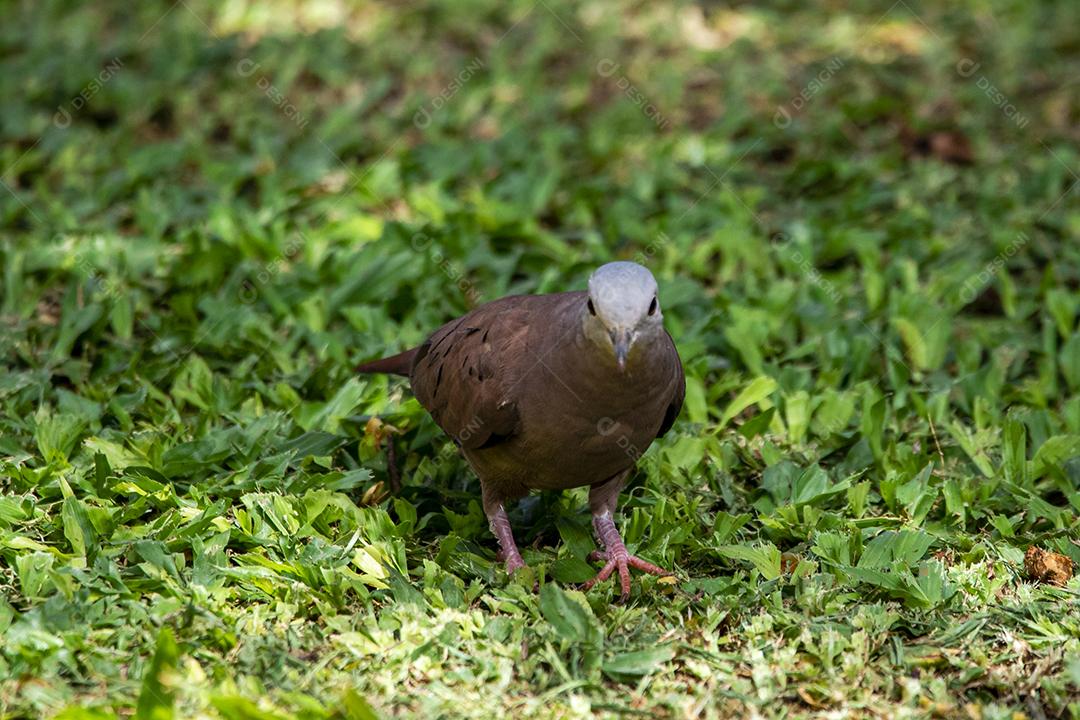 Redbush Dove (Columbina talpacoti) tomando sol em um tronco de cerca, ao fundo plantação