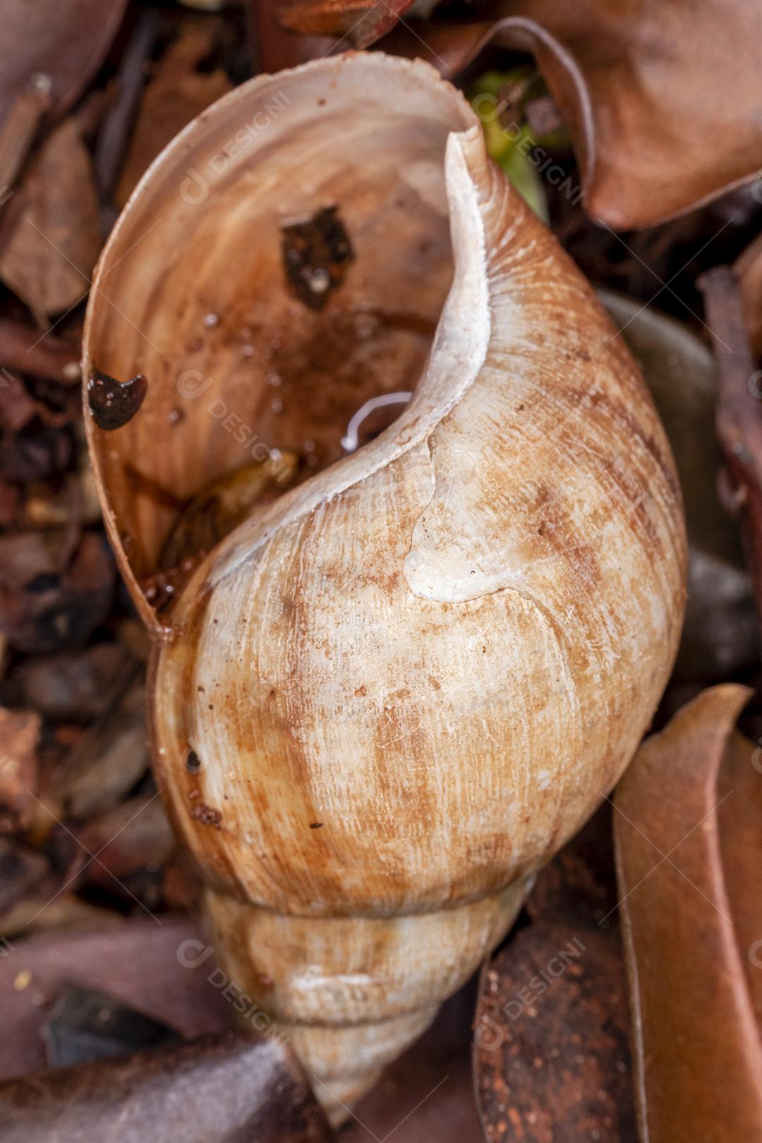 O caracol africano (Achatina fulica) é um molusco gastrópode com uma concha cônica marrom