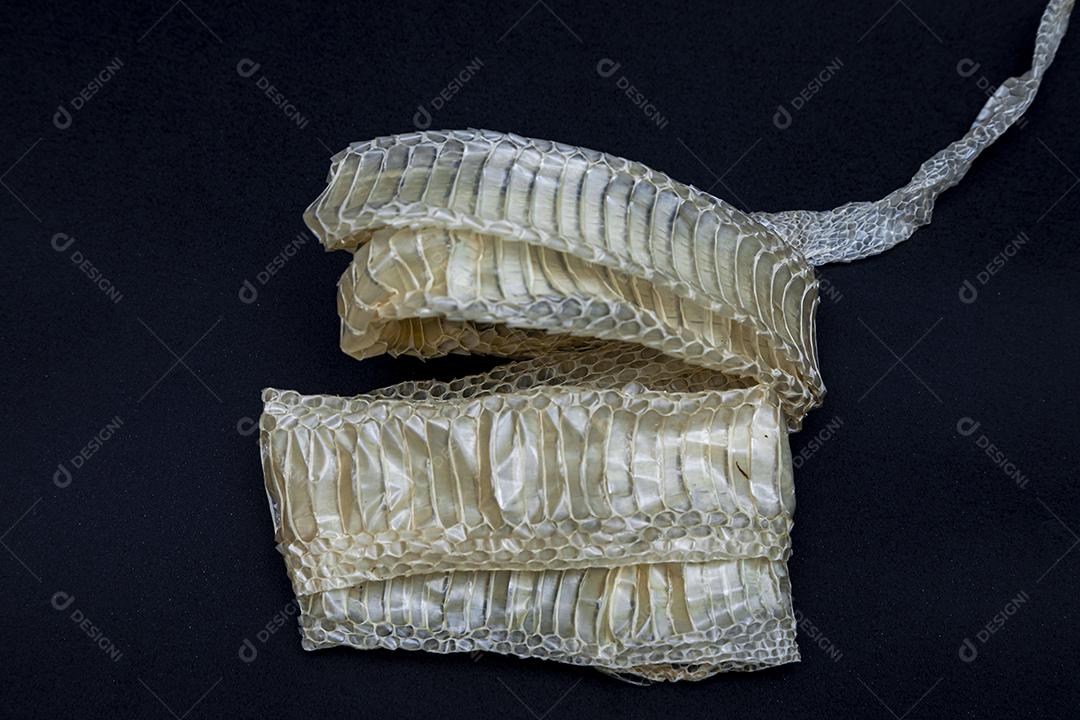 Troca de pele de cobra, ecdise, cobras, répteis. Textura. fundo