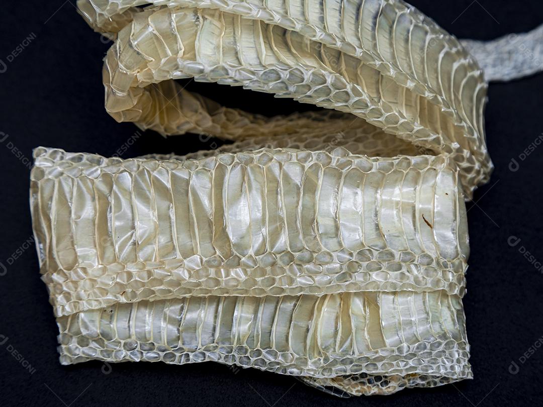 Troca de pele de cobra, ecdise, cobras, répteis. Textura. fundo