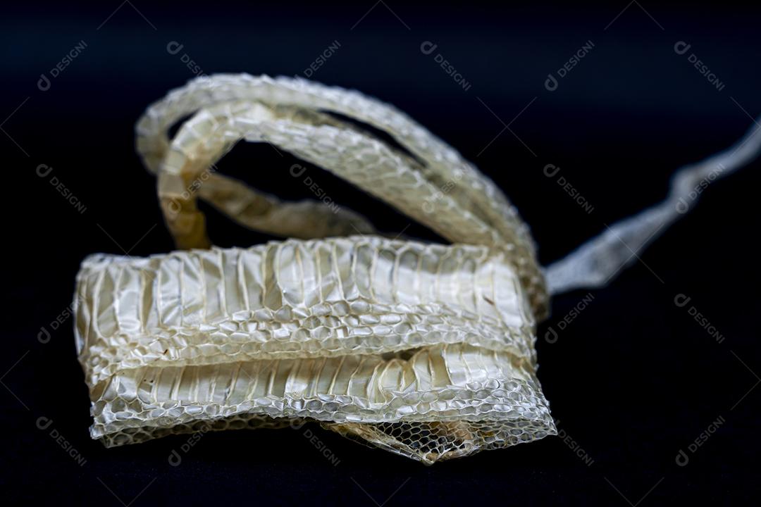 Troca de pele de cobra, ecdise, cobras, répteis. Textura. fundo