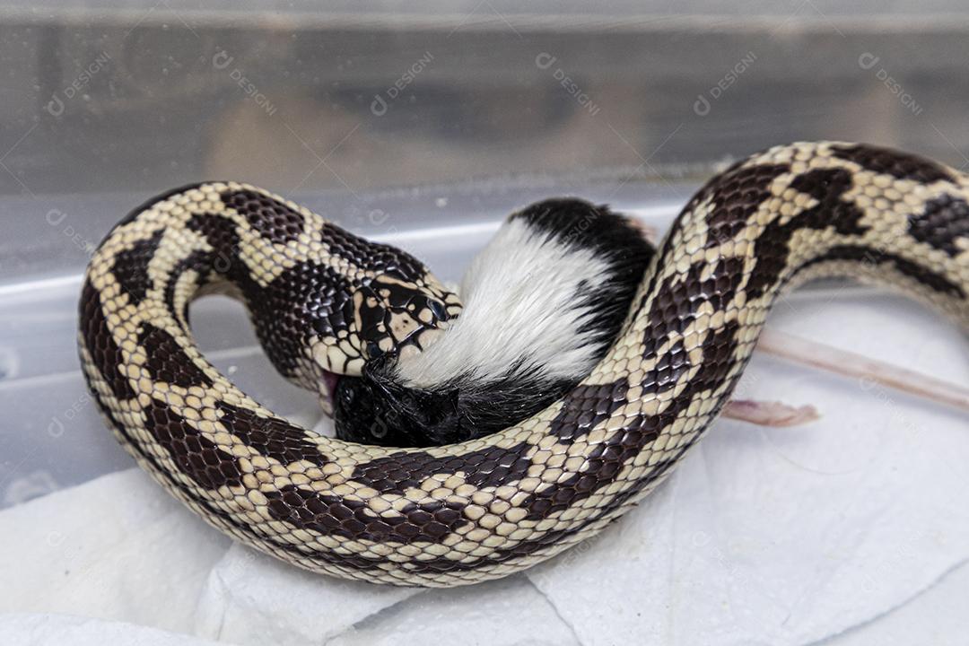 Cobra-rei alimentando-se de rato de laboratório