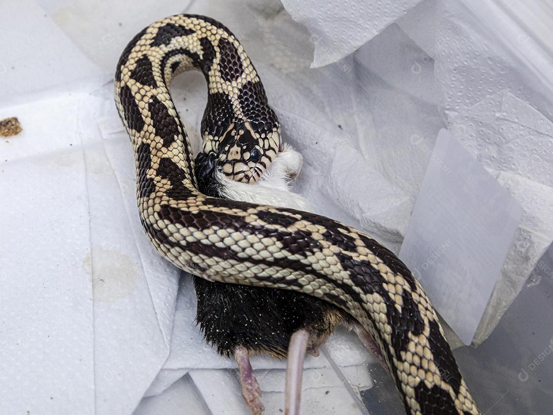 Cobra-rei alimentando-se de rato de laboratório