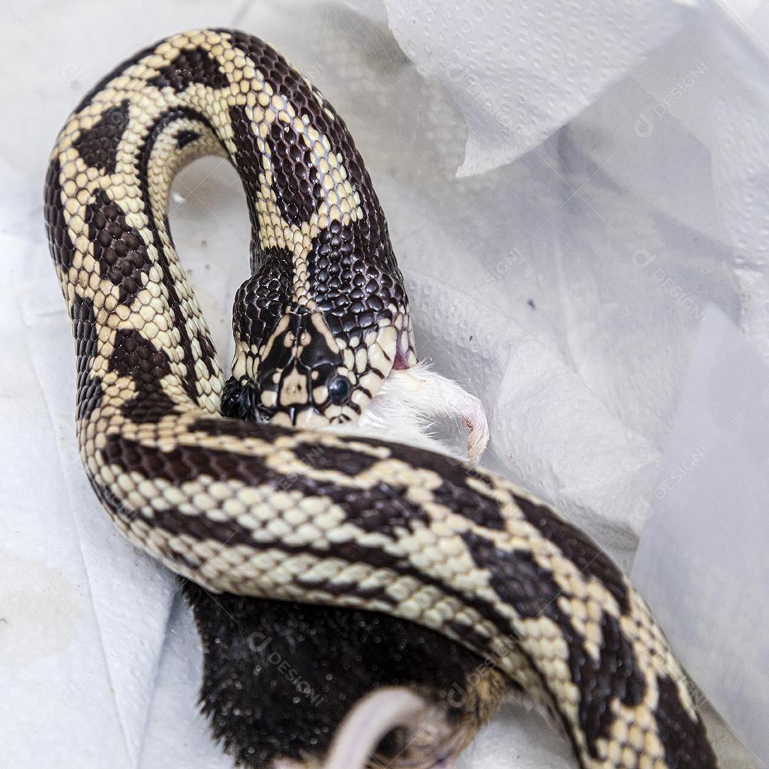 Cobra-rei alimentando-se de rato de laboratório