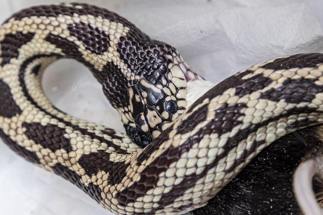 Cobra serpente alimentando rato fotos imagem