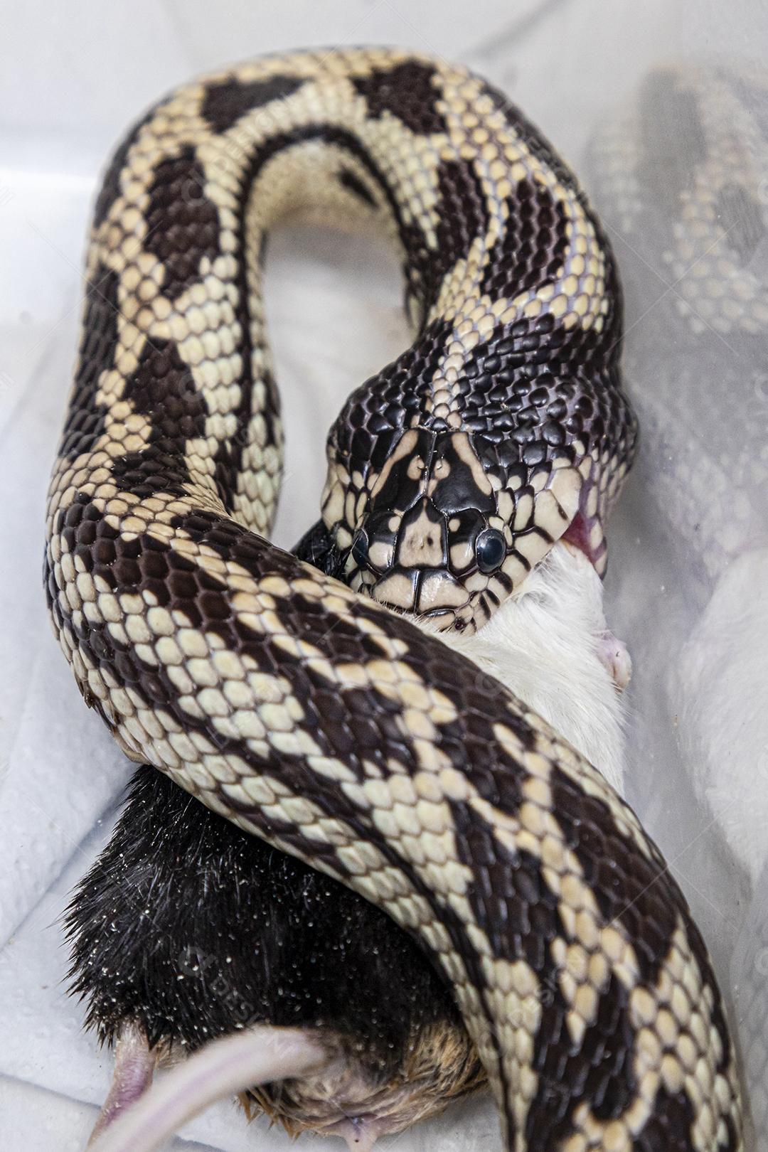 Cobra-rei alimentando-se de rato de laboratório