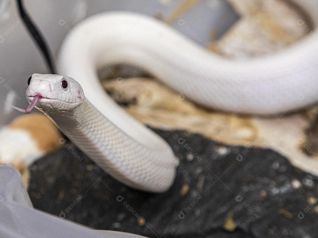 Linda cobra de rato leucística do Texas