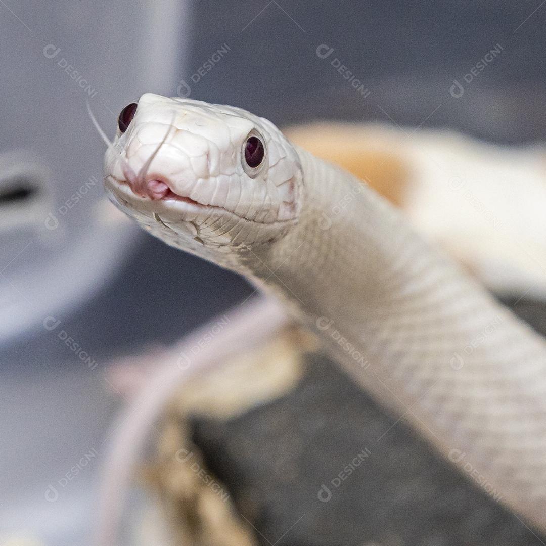 Linda cobra de rato leucística do Texas