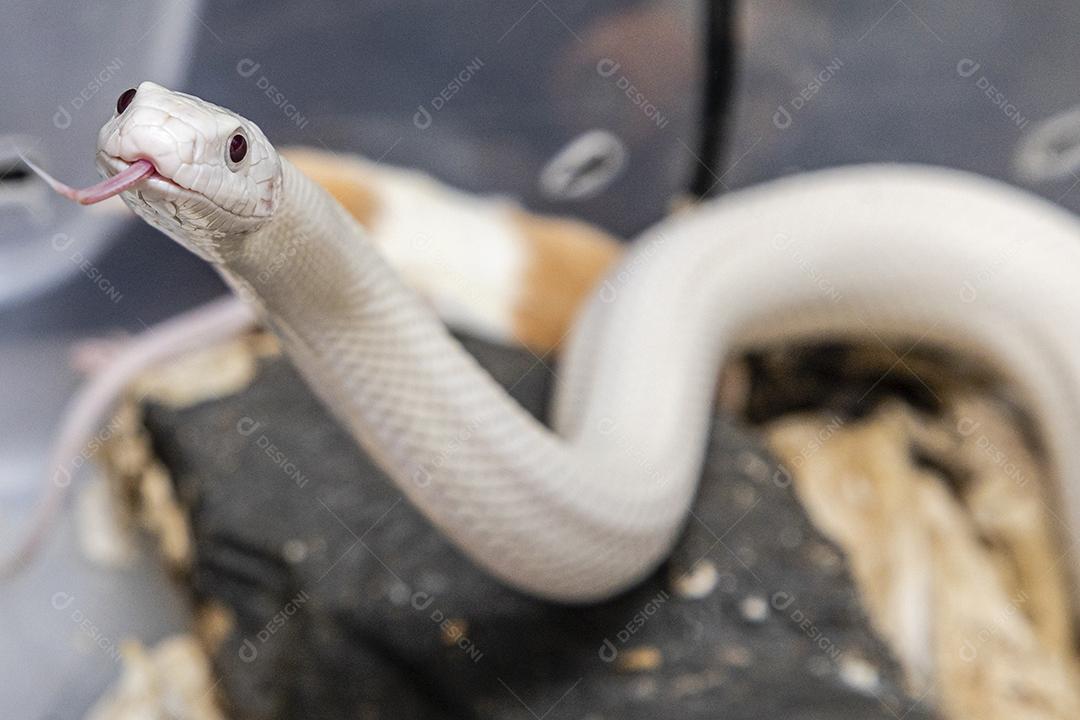 Linda cobra de rato leucística do Texas