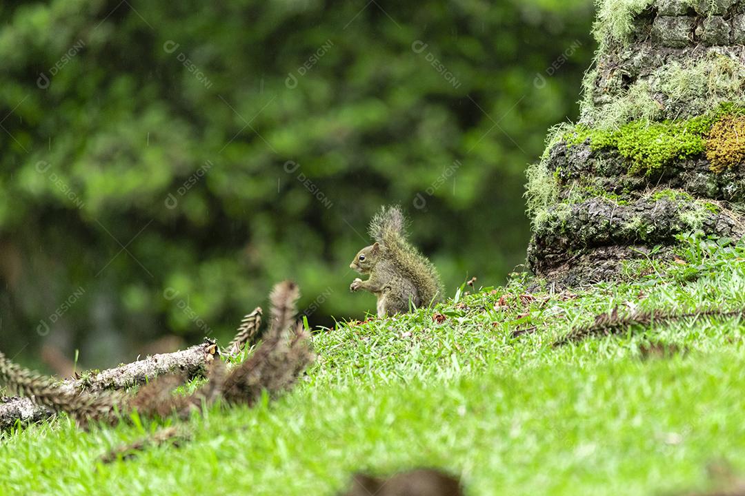 Esquilo andando sobre campo floresta animal