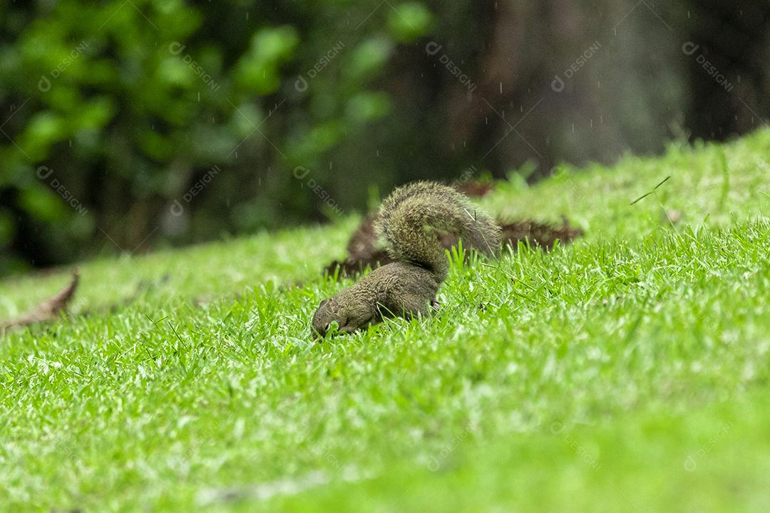 Esquilo andando sobre campo floresta animal