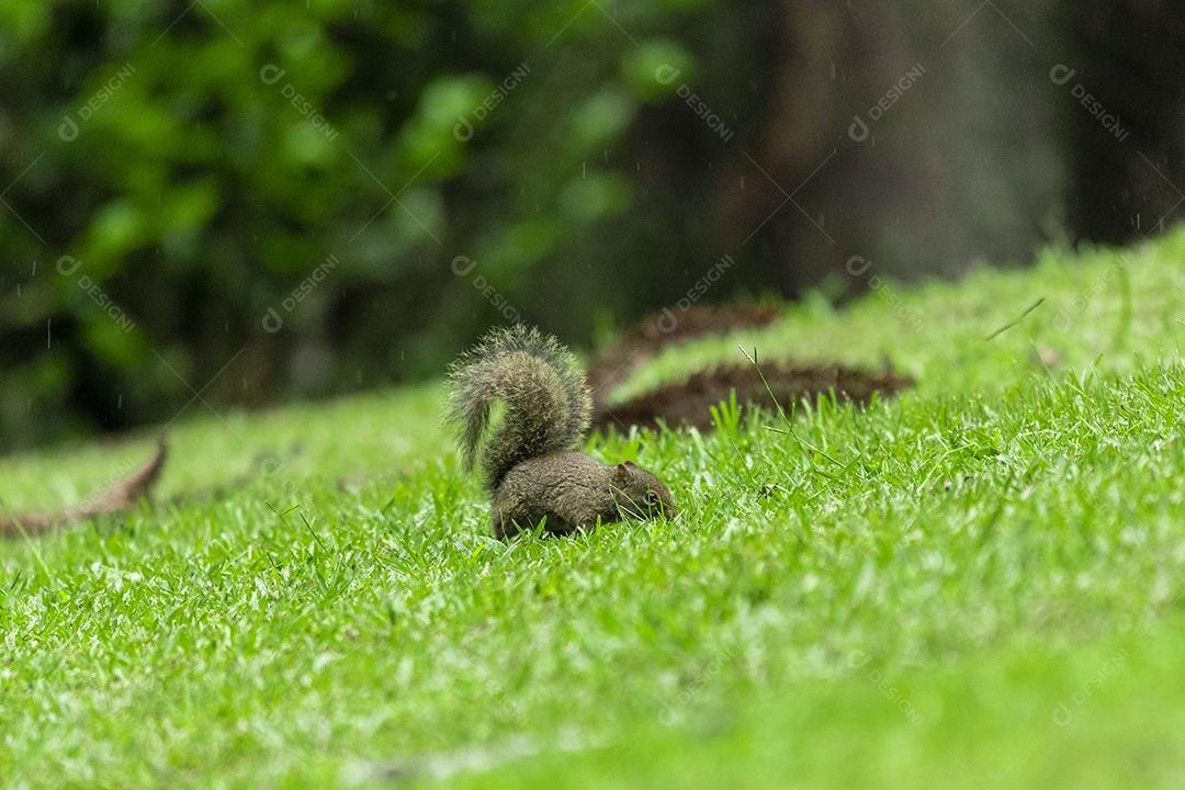 Esquilo andando sobre campo floresta animal