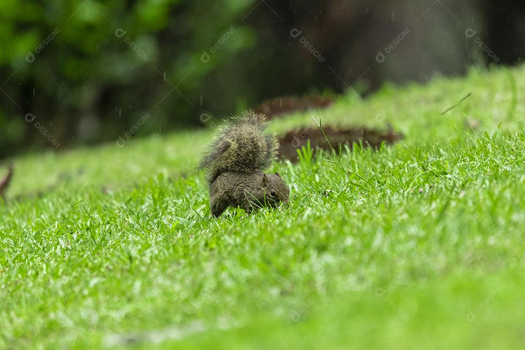Esquilo andando sobre campo floresta animal