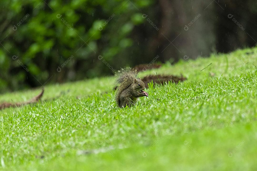 Esquilo andando sobre campo floresta animal