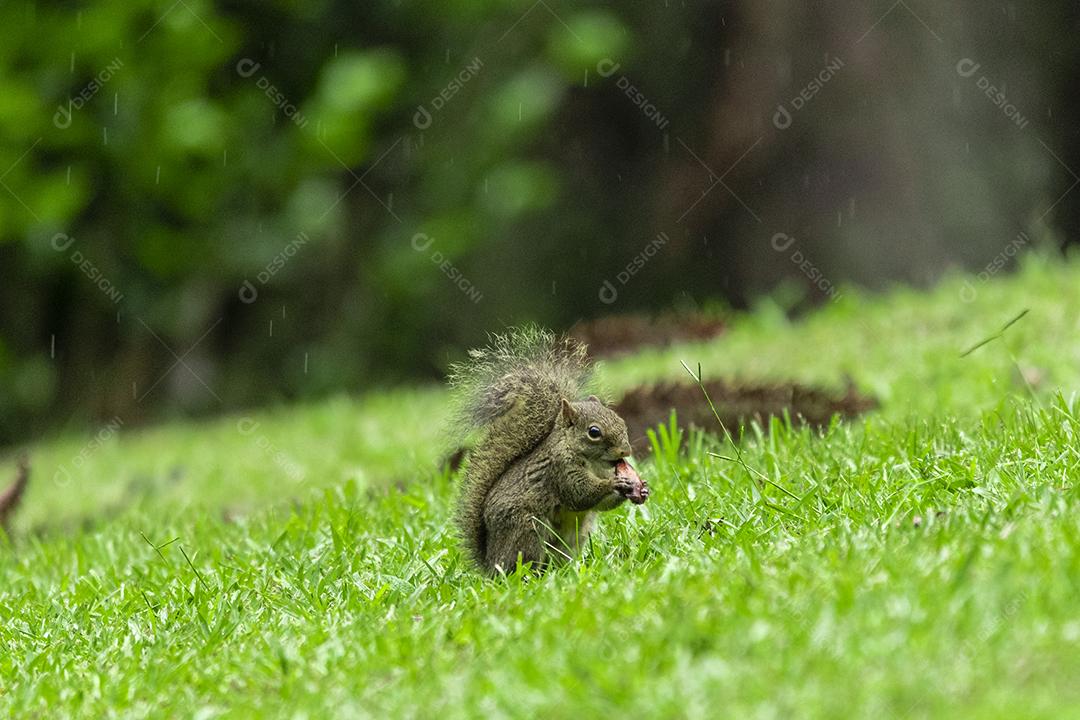 Esquilo andando sobre campo floresta animal