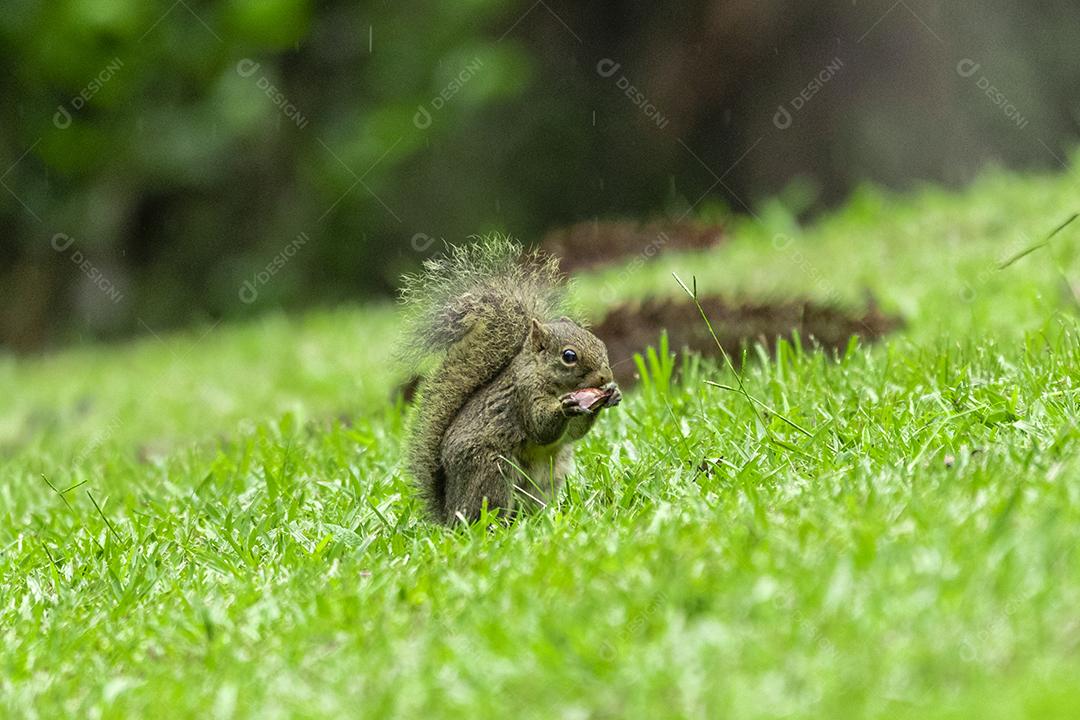 Esquilo andando sobre campo floresta animal