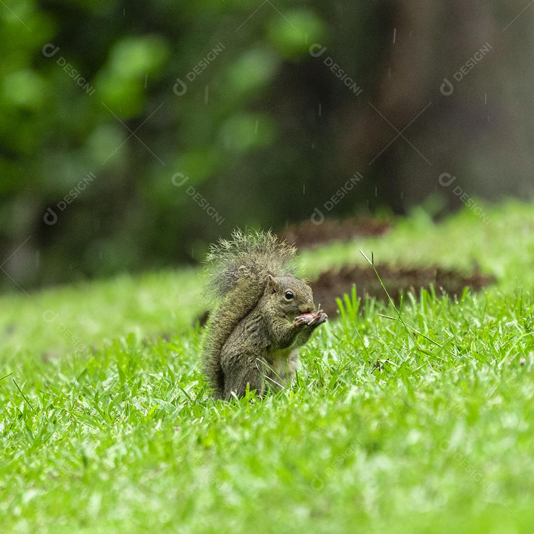 Esquilo andando sobre campo floresta animal